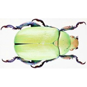 CHRYSINA ERUBESCENS CHRYSINA ERUBESCENS